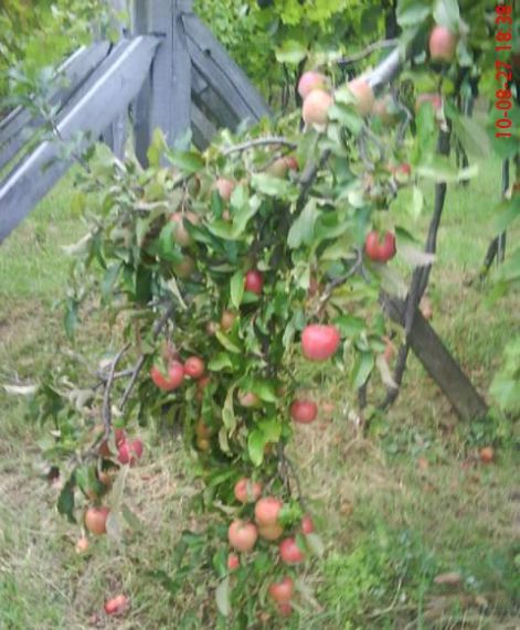 dsc00276.jpg
